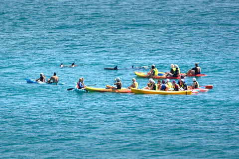 The Byron Bay Sea Kayak Tour - Accommodation Brisbane 1