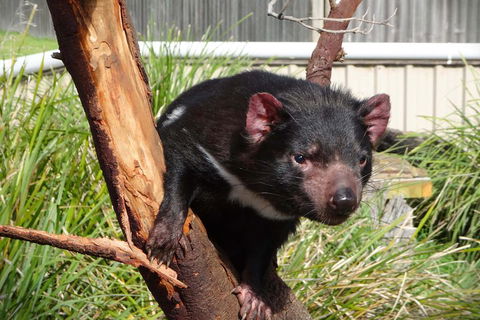 Tasmania 4 Day East Coast + Launceston - Accommodation Brisbane 2