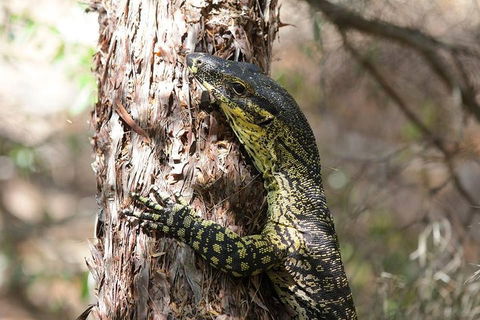 Byron Bay Hinterland Tour Including Rainforest Walk To Minyon Falls - Accommodation Brisbane 1