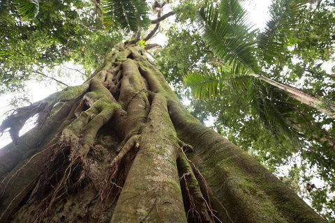 Byron Bay Hinterland Tour Including Rainforest Walk To Minyon Falls - Accommodation Brisbane 2