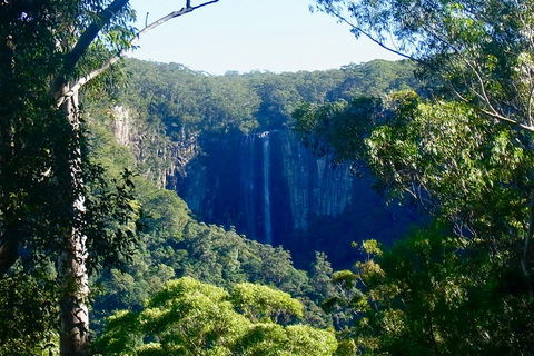 Byron Bay Hinterland Tour Including Rainforest Walk To Minyon Falls - Accommodation Brisbane 4