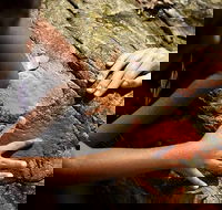 Ngana Julaymba Dungay - Full Day - Accommodation Brisbane