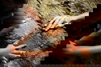 Ngana Julaymba Dungay - Half Day, Port Douglas