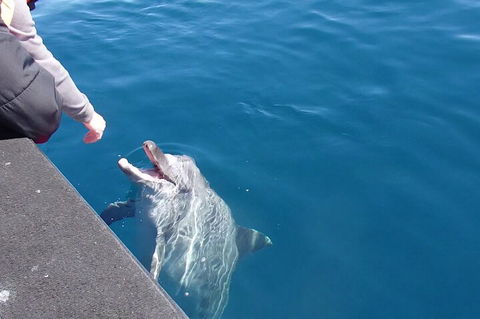 Noosa Wild Dolphin Safari - Accommodation Brisbane 0