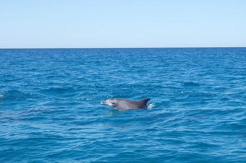 Noosa Wild Dolphin Safari - Accommodation Brisbane 1