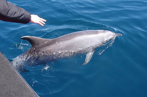 Noosa Wild Dolphin Safari - Accommodation Brisbane 2