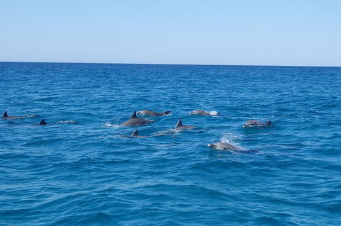 Noosa Wild Dolphin Safari - Accommodation Brisbane 3