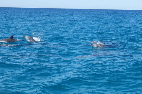 Noosa Wild Dolphin Safari - Accommodation Brisbane 4