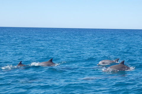 Noosa Wild Dolphin Safari - Accommodation Brisbane 5
