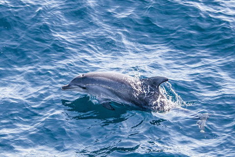 All Inclusive Dolphin And Tangalooma Wrecks Cruise - Accommodation Brisbane 1