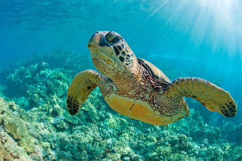 All Inclusive Dolphin And Tangalooma Wrecks Cruise - Accommodation Brisbane 3