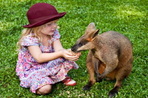 Kuranda Day Tour + HotAir Balloon Combo - Accommodation Brisbane 0