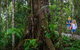 Kuranda Day Tour + HotAir Balloon Combo - thumb 3