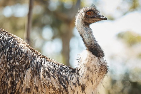 Sydney Taronga Zoo General Entry Ticket - Accommodation Brisbane 4