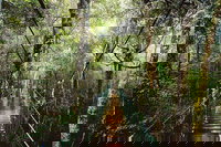 O'Reilly's  Lamington National Park from Gold Coast, Surfers Paradise