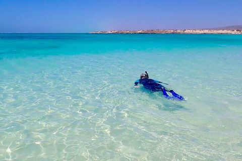 Ningaloo In A Day - Full Day Hike And Snorkel Tour With Lunch - Accommodation Brisbane 4