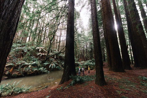 LGBT+ Friendly 3 Day Private Tour Great Ocean Road & Phillip Island - Accommodation Brisbane 2