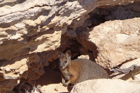 Shipwreck Special Full Day Tour Of The Abrolhos Islands - Accommodation Brisbane 4