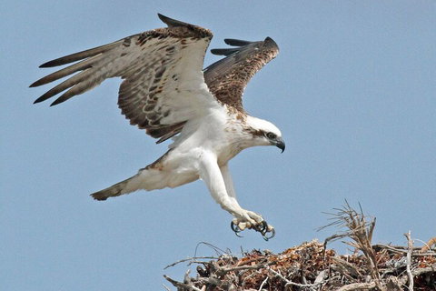 Pink Lake + Abrolhos Islands Nature Tour - Accommodation Brisbane 3