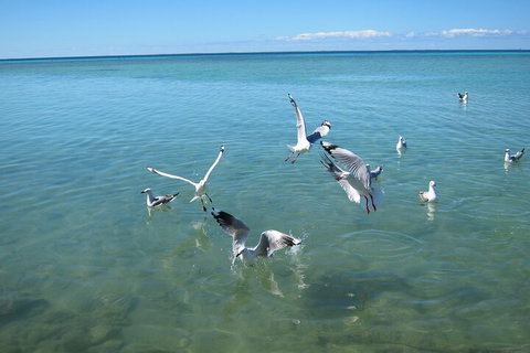 Pink Lake + Abrolhos Islands Nature Tour - Accommodation Brisbane 5