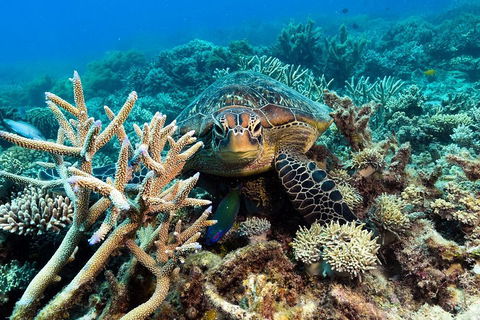 Great Barrier Reef Day Cruise From Cairns Including Snorkeling And Marine Biologist Presentation - Accommodation Brisbane 4