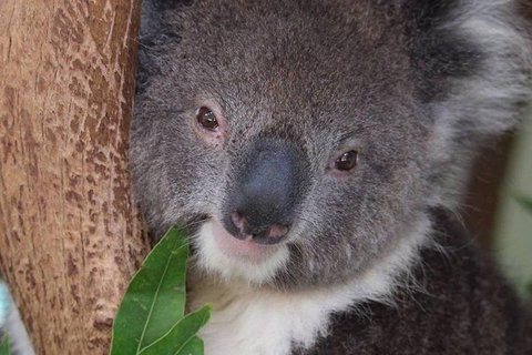 All Inclusive Blue Mountains Small-Group Day Trip From Sydney - Accommodation Brisbane 1