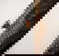 100 Metre Abseil Mount Wellington Hobart - Accommodation Brisbane