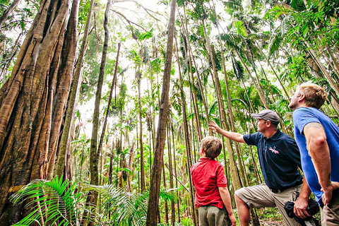 Natural Bridge & Springbrook Waterfalls Tour + Hot Air Balloon With Breakfast - Accommodation Brisbane 5