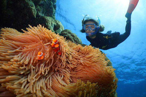 Silversonic Outer Great Barrier Reef Dive And Snorkel Cruise From Port Douglas - Accommodation Brisbane 3