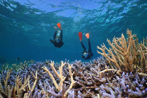 Silversonic Outer Great Barrier Reef Dive And Snorkel Cruise From Port Douglas - Accommodation Brisbane 4