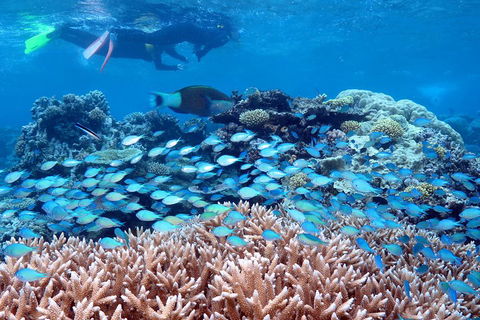 Silversonic Outer Great Barrier Reef Dive And Snorkel Cruise From Port Douglas - Accommodation Brisbane 5
