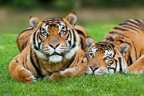 The Ultimate Gold Coast Attractions Pass - Accommodation Brisbane 2