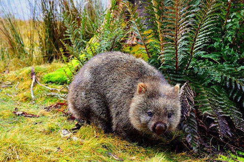 Cradle Mountain National Park Day Tour From Launceston - Accommodation Brisbane 0