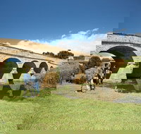 Bonorong Wildlife Park and Richmond Afternoon Tour from Hobart - Accommodation Brisbane