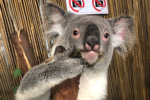 Kuranda Tour Deluxe Course With Kuranda 3 Zoos Or Free Course - Accommodation Brisbane 0