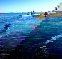 Penguin and Seal Islands Sea Kayaking Experience - Accommodation Brisbane