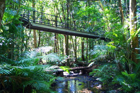 Cape Tribulation, Mossman Gorge, And Daintree Rainforest Day Trip From Cairns Or Port Douglas - Accommodation Brisbane 3