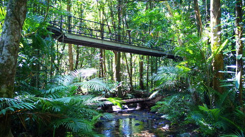 Double Pack-Ancient Rainforest And Waterfalls! - Accommodation Brisbane 0