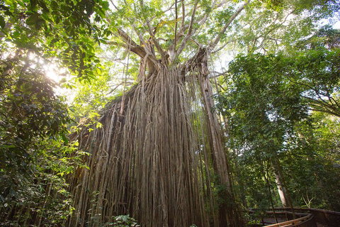 Double Pack-Ancient Rainforest And Waterfalls! - Accommodation Brisbane 5