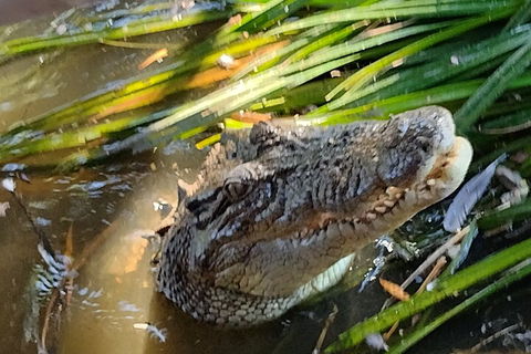 Litchfield Park Adventures And Jumping Crocodile Cruise + Butterfly Farm - Accommodation Brisbane 4