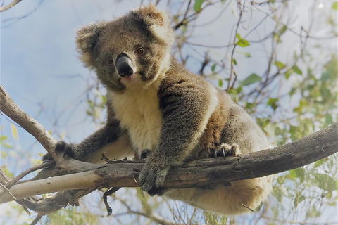 Kangaroo Island Scenic Trail Tour - Accommodation Brisbane 2