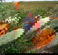 Best of Perth Wildflower Season Day Trip - Accommodation Brisbane