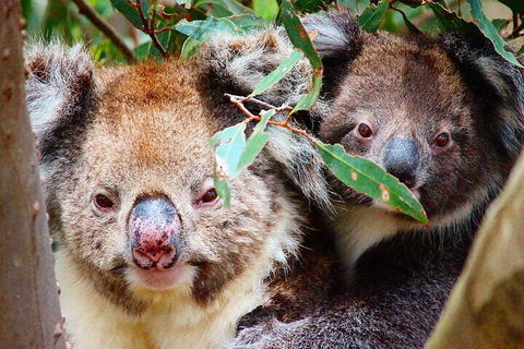 Small-Group Buggy Tour At Little Sahara With Guide - Accommodation Brisbane 5