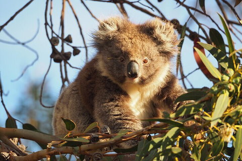 2-Hour Koala Walking Tour In Kangaroo Island - Accommodation Brisbane 0