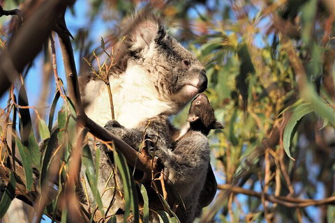 2-Hour Koala Walking Tour In Kangaroo Island - Accommodation Brisbane 1