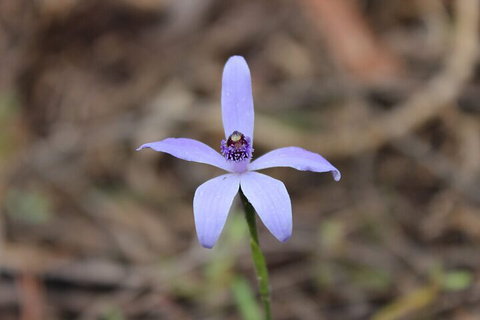 2-Hour Koala Walking Tour In Kangaroo Island - Accommodation Brisbane 2