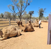 West MacDonnell Ranges Half-Day Small-Group Tour with Camel Ride - Accommodation Brisbane