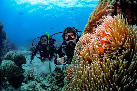 Full Day Reef Cruise Including 10 Minute Heli Scenic Flight: Get High Package - Accommodation Brisbane 5