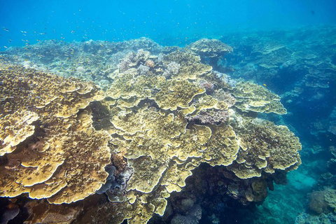 Cruise To Moore Reef Pontoon And Return Helicopter Flight From Cairns - Accommodation Brisbane 5