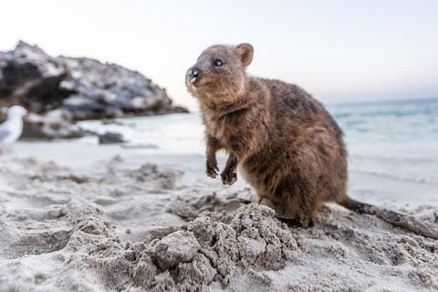 Rottnest Island Bike & Ferry Package From Perth - Accommodation Brisbane 5